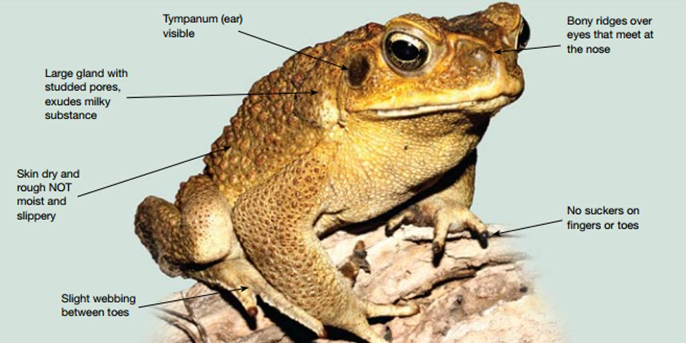 Frogs: The Good, the Bad, and the Ugly - UF/IFAS Extension Glades County