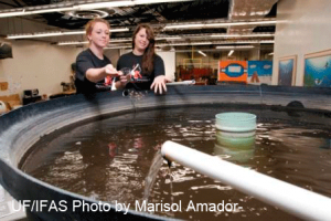 UF/IFAS Aquaponics