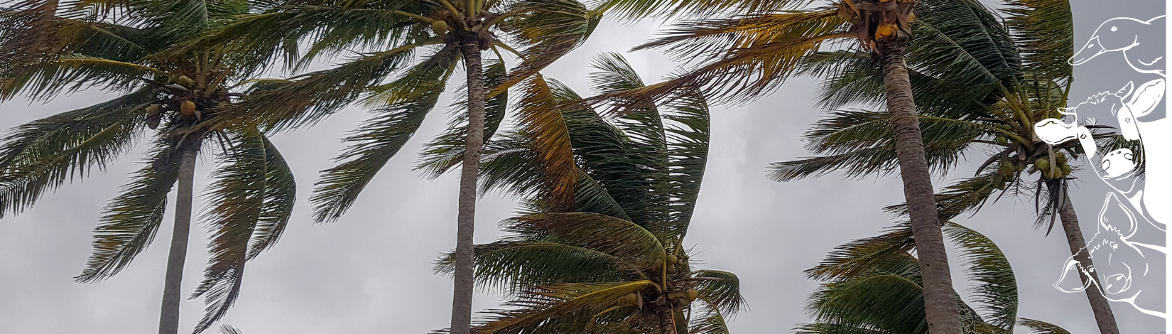 hurricanes and 4-H animal prep