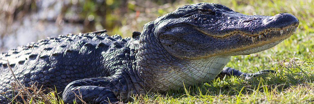 Florida's animals Archives - What's Happening Around Florida