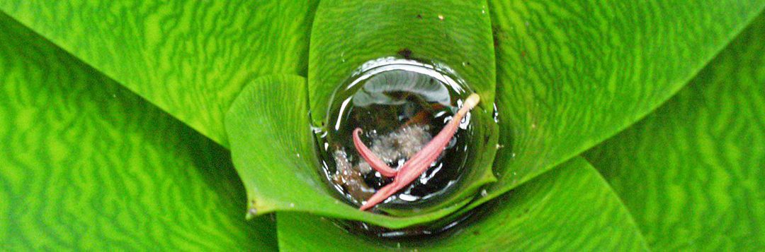Plants such as bromeliads, pictured here, can catch water in their leaves and become breeding areas for mosquitoes. DeValerio recommends flushing these plants out every two to three days.