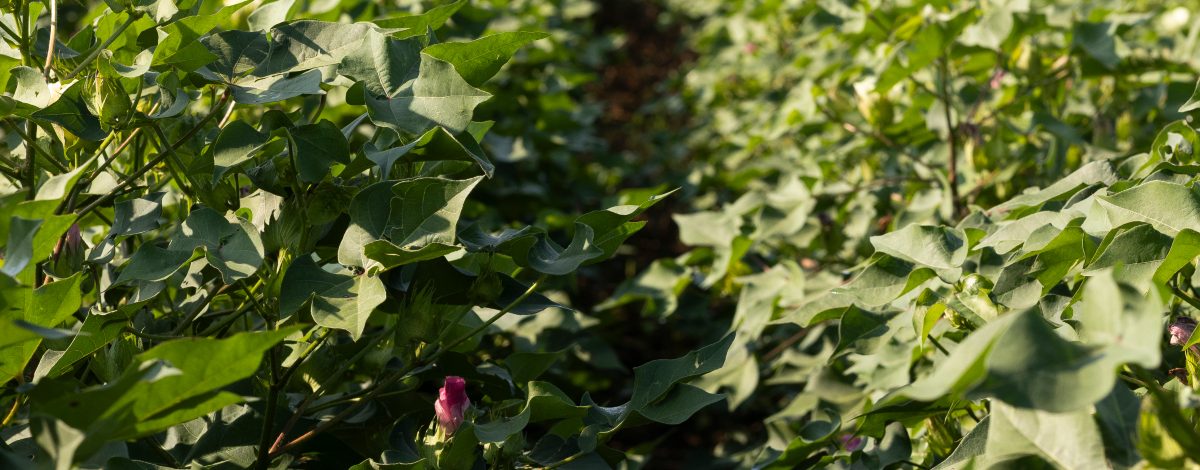 Row Crop 2025 Recap and Financial Assistance