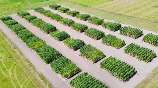 An aerial view of corn growing in 24 research plots after winter crops grew.