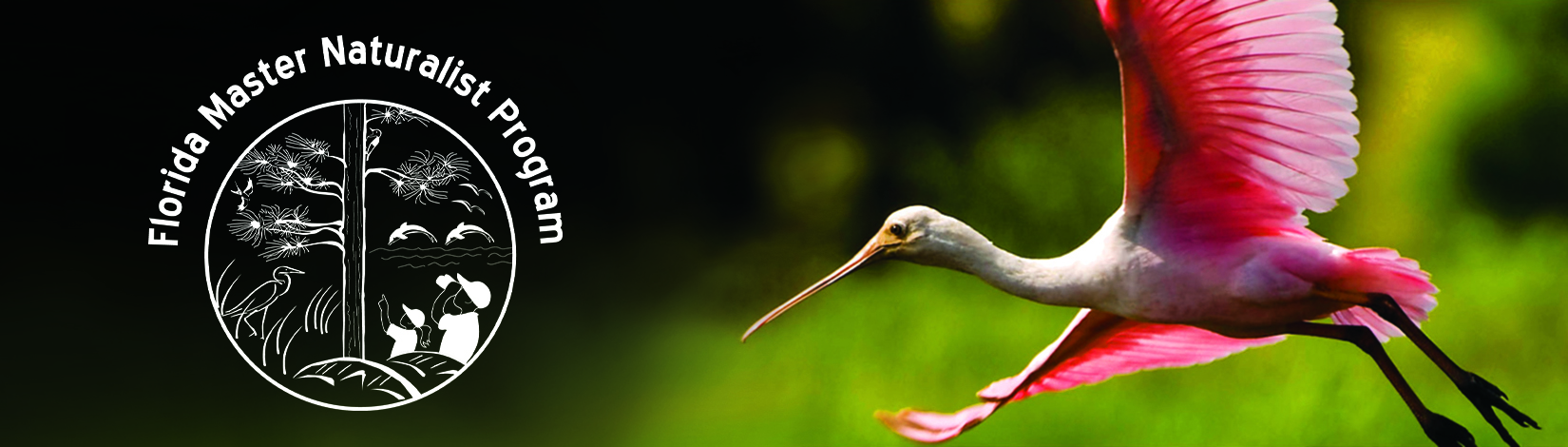 A banner of the Florida Master Naturalist Program logo to the left of a flying Roseate Spoonbill.