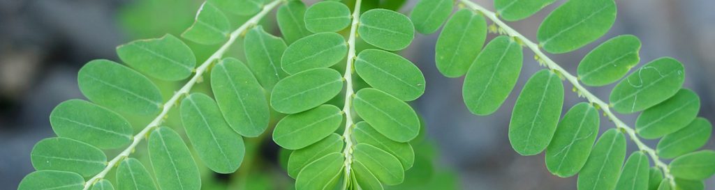 Weed Spotlight: Chamberbitter, the “Little Mimosa” - UF/IFAS Extension ...