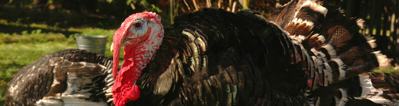 photo of a tom turkey