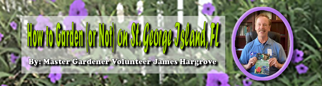 How to Garden (or Not) on St. George Island, FL feat