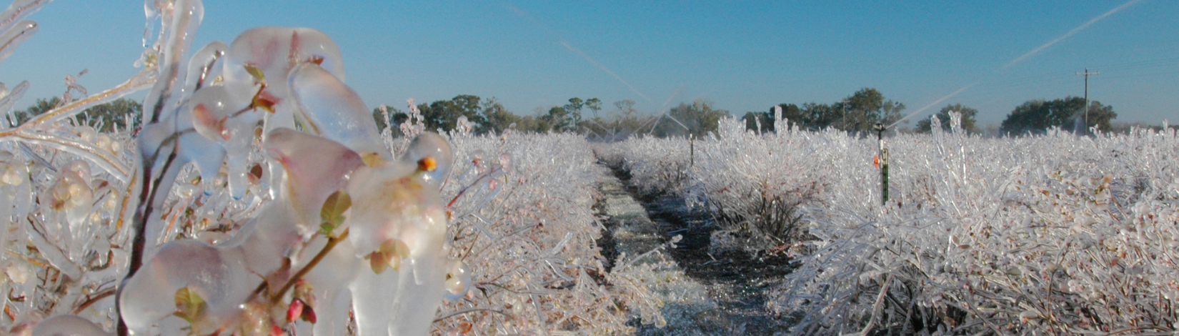 Alachua County, Blueberries, Frozen, Frost, Watering with Sprinkler Irrigation. UF/IFAS Photo: Josh Wickham.