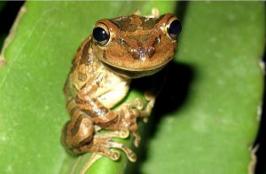 cuban tree frog