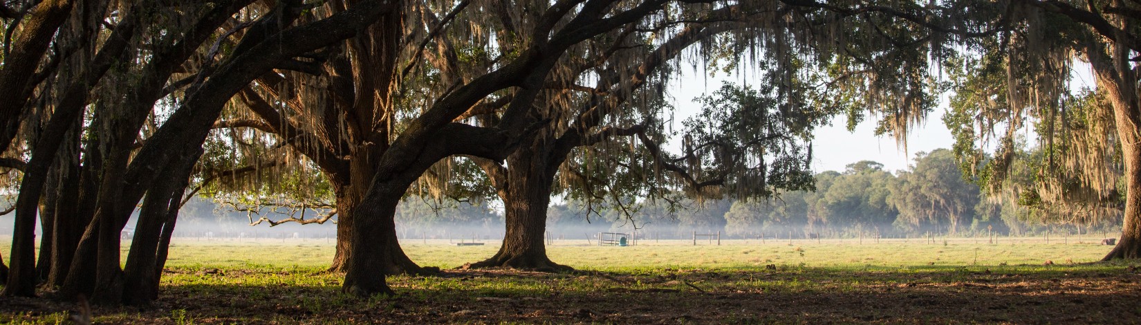 Morning fog at the Range Cattle Research and Education Center (RCREC).