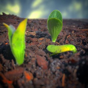 Invest in soil organic matter.