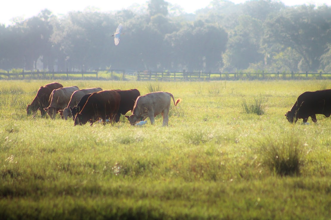 Steers enjoying summer partures