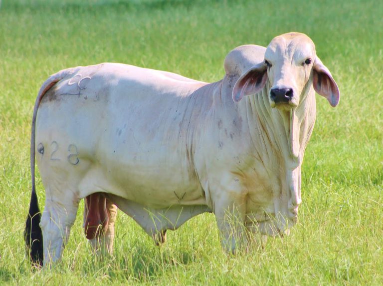 Identifying Anaplasmosis in the Cattle Heard - UF/IFAS Extension Hardee ...