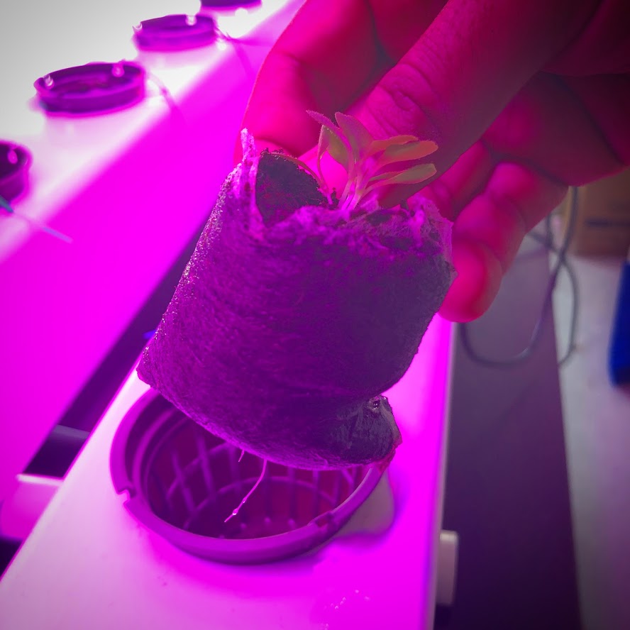 Experimental lettuce evaluation on hydroponic systems and LED lights.