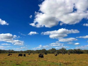 Nursing cattle in winter pasture