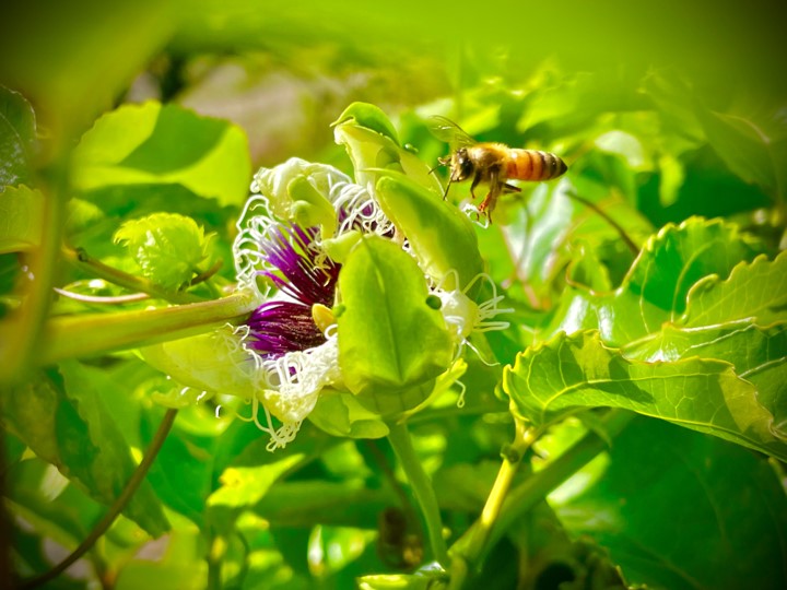 Honey bee on a passion fruit flower