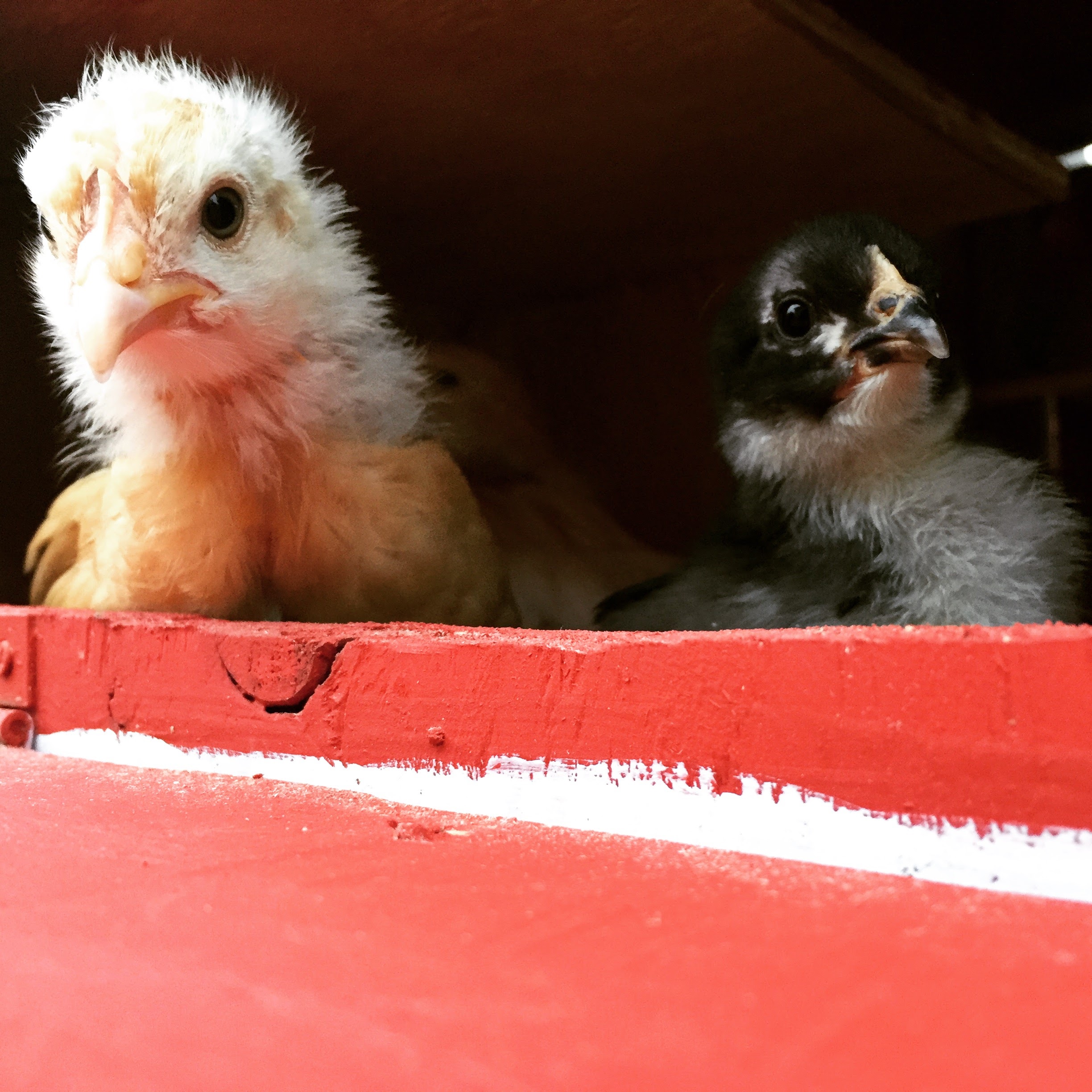 A pair of chicks