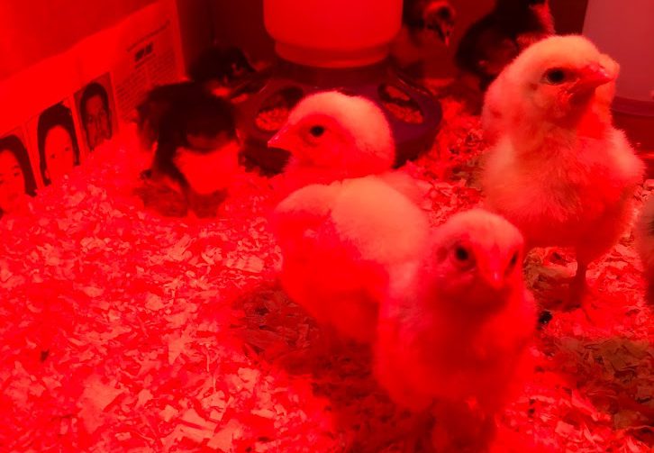 Day-old chicks need supplemental heat.