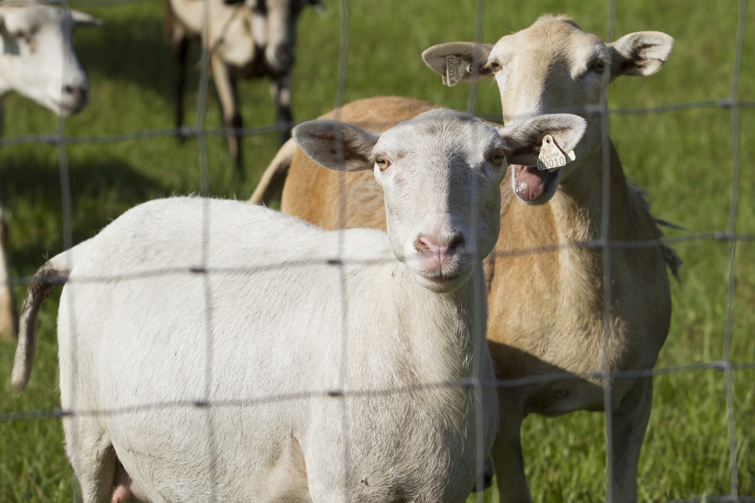 Sheep and lambs in a pasture. 