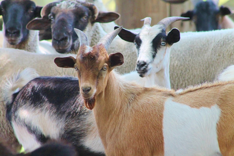 Pet Goats - Alabama Cooperative Extension System