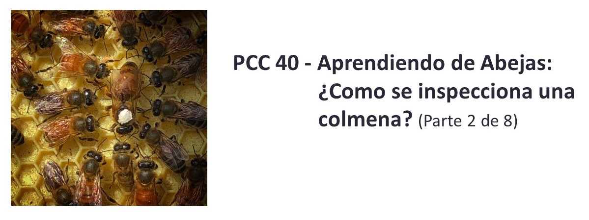 PCC 40 - Aprendiendo de Abejas: ¿Como se inspecciona una colmena? (Parte 2 de 8)
