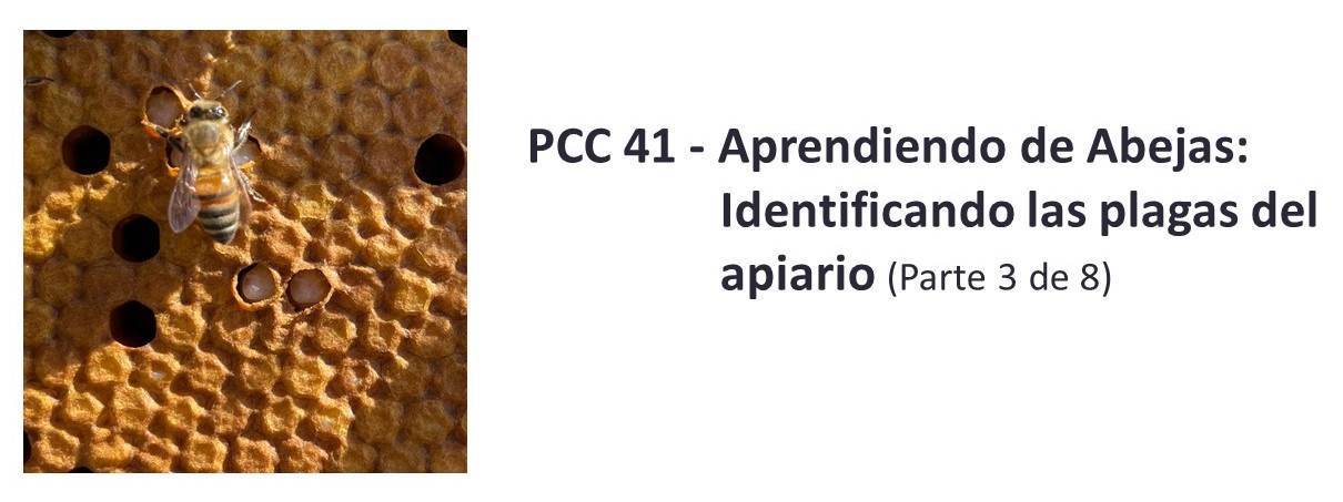 PCC 41 - Aprendiendo de Abejas: Identificando las plagas del apiario (Parte 3 de 8)