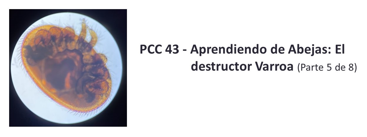 PCC 43 - Aprendiendo de Abejas: El destructor Varroa (Parte 5 de 8)