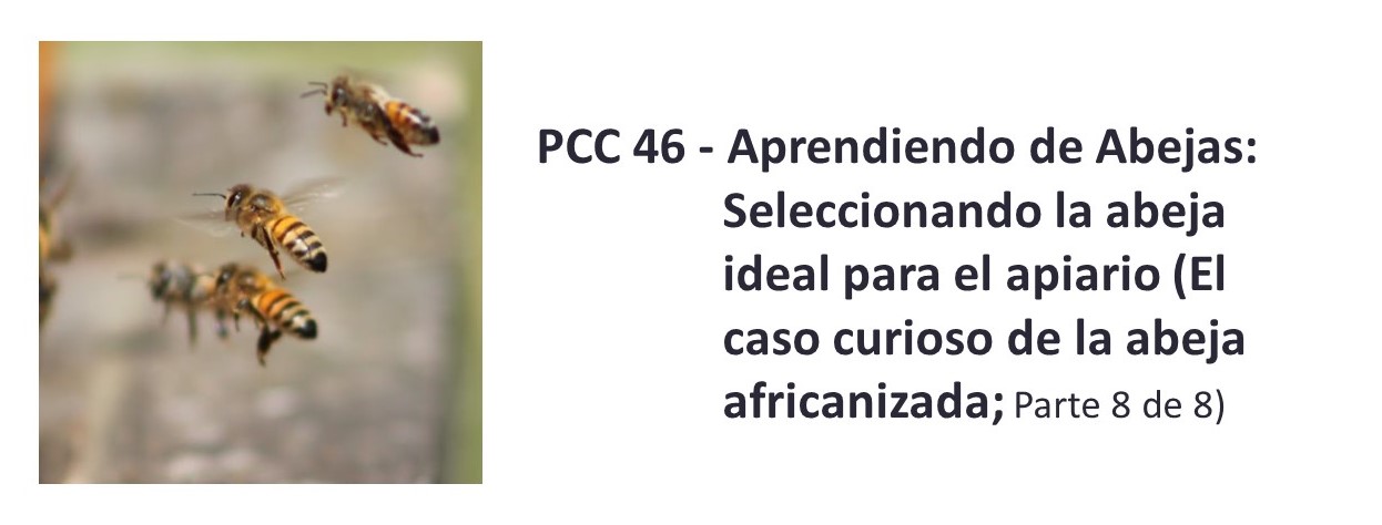 PCC 46 - Aprendiendo de Abejas: Seleccionando la abeja ideal para el apiario (El caso curioso de la abeja africanizada; Parte 8 de 8)