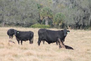 Cow-calf operation in Hardee County Florida.