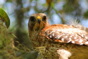 Red-shouldered Hawk (Buteo lineatus) is a common predator of backyard chickens. Picture credit: Jonael Bosques, UF/IFAS.