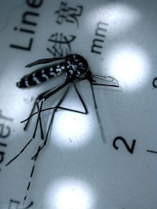 Asian Tiger Mosquito. Picture credit: Jonael Bosques, UF/IFAS. 