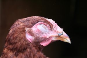 Poultry are susceptible to mosquito diseases.