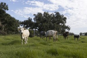 Florida Cracker cattle herd. Zolfo Springs, FL. Picture Credit: Tyler Lenin, University of Florida.