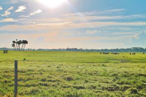 Cattle harvesting green grass