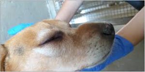 Dog with swollen nose and eye.