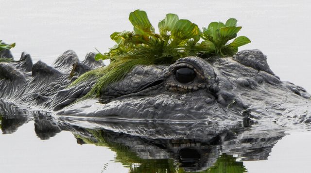 Partially submerged alligator with plants on its head and body