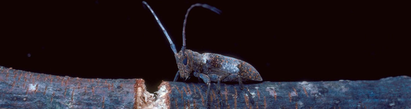 Picture of a twig girdler beetle.