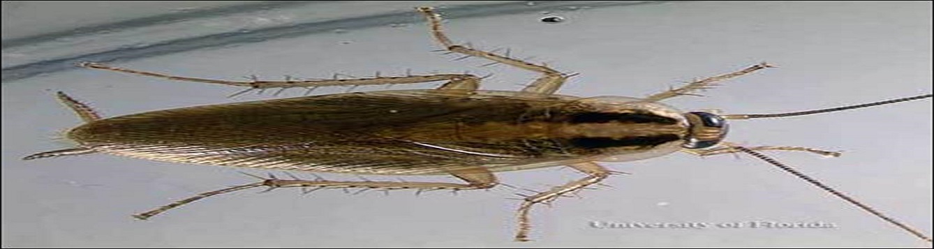 German Cockroaches: Keeping Them Out of Your House - UF/IFAS Extension ...