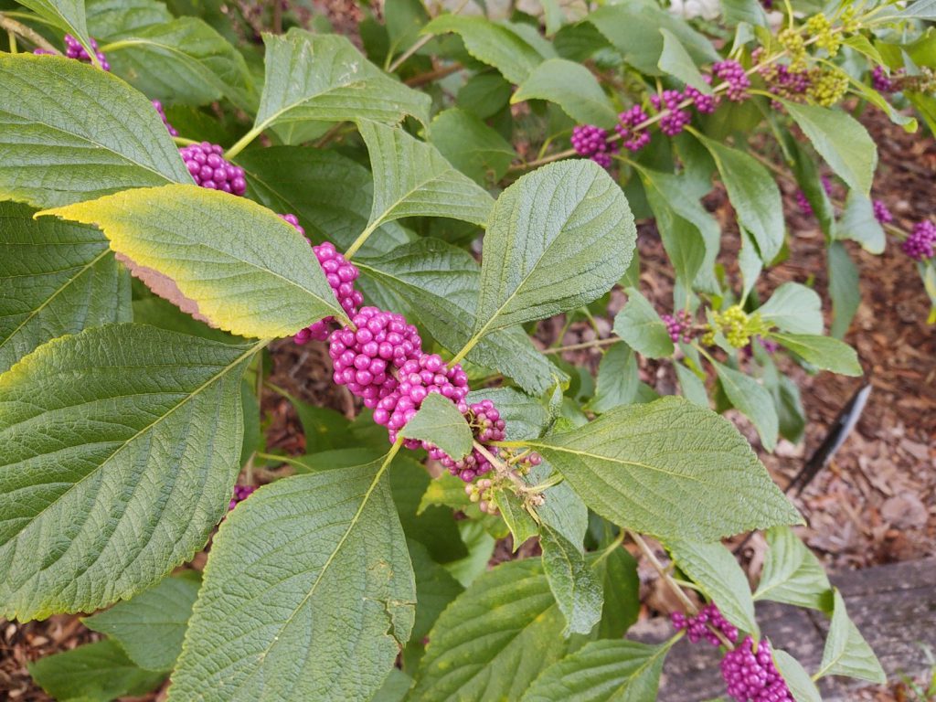 American Beautyberry An Easy Grow Beauty And Biodiversity Knock Out Ufifas Extension