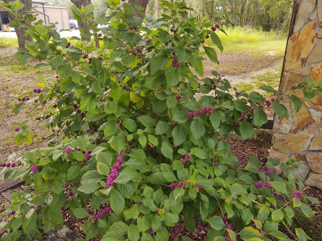 how to get rid of lerps on american beautyberry shrub