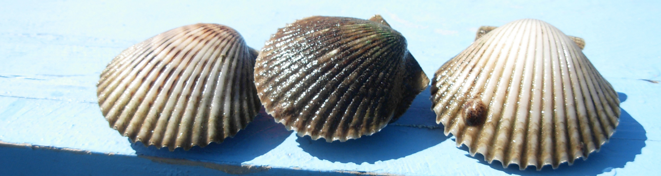 The Great Scallop Search – 2022 - Pensacola Bay System - UF/IFAS