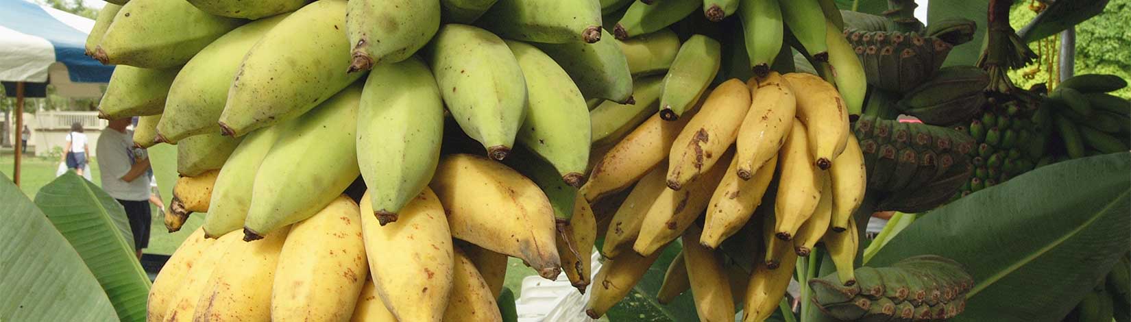 Grow a Backyard Bounty of Bananas - UF/IFAS Extension Hernando County