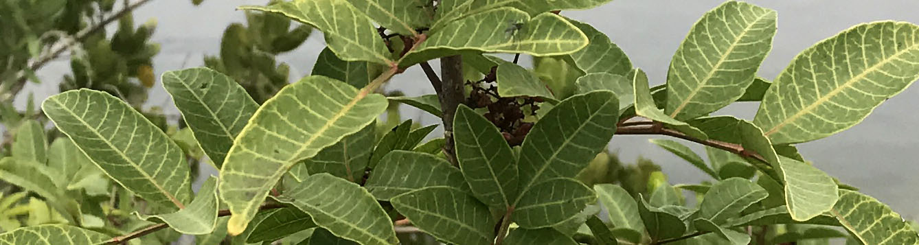 Brazilian Pepper tree