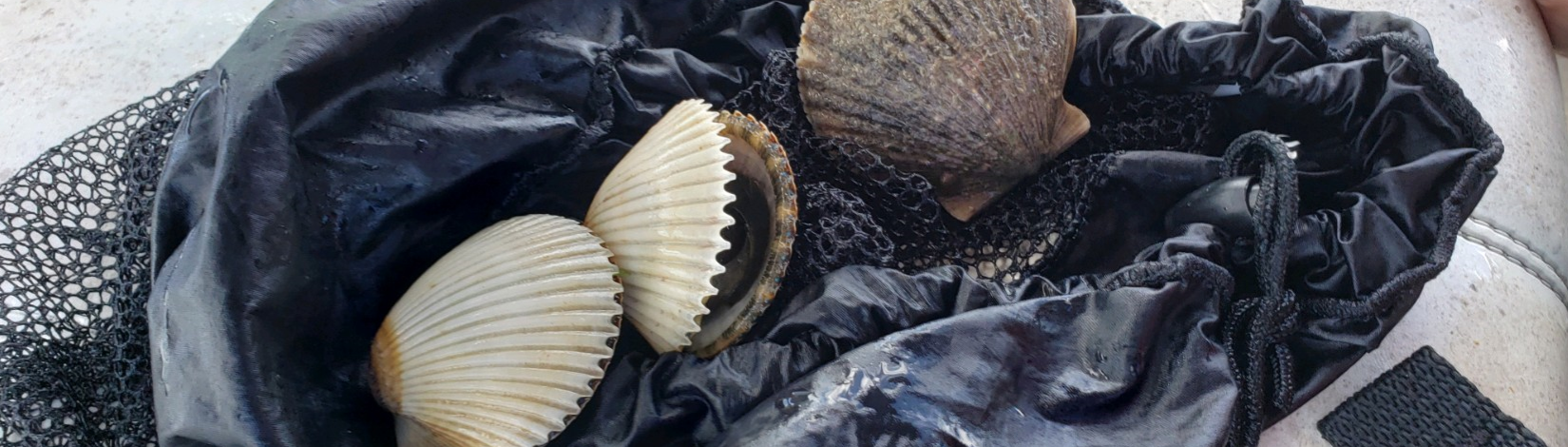 scallops on a bag