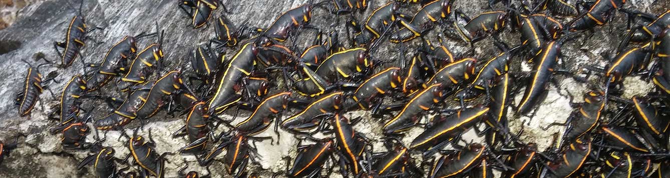 Eastern Lubber Grasshoppers