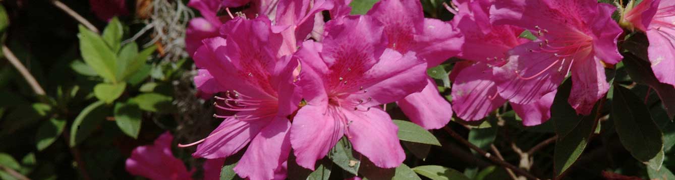Photo of azalea bush