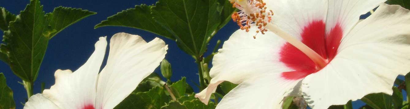 Picture of hibiscus blooms