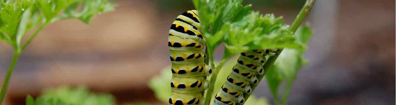 Caterpillar feeding on parsley