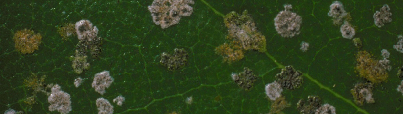 Algal leaf spot
