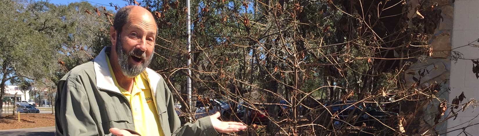 Photo of Bill Lester in front of a freeze damaged firebush